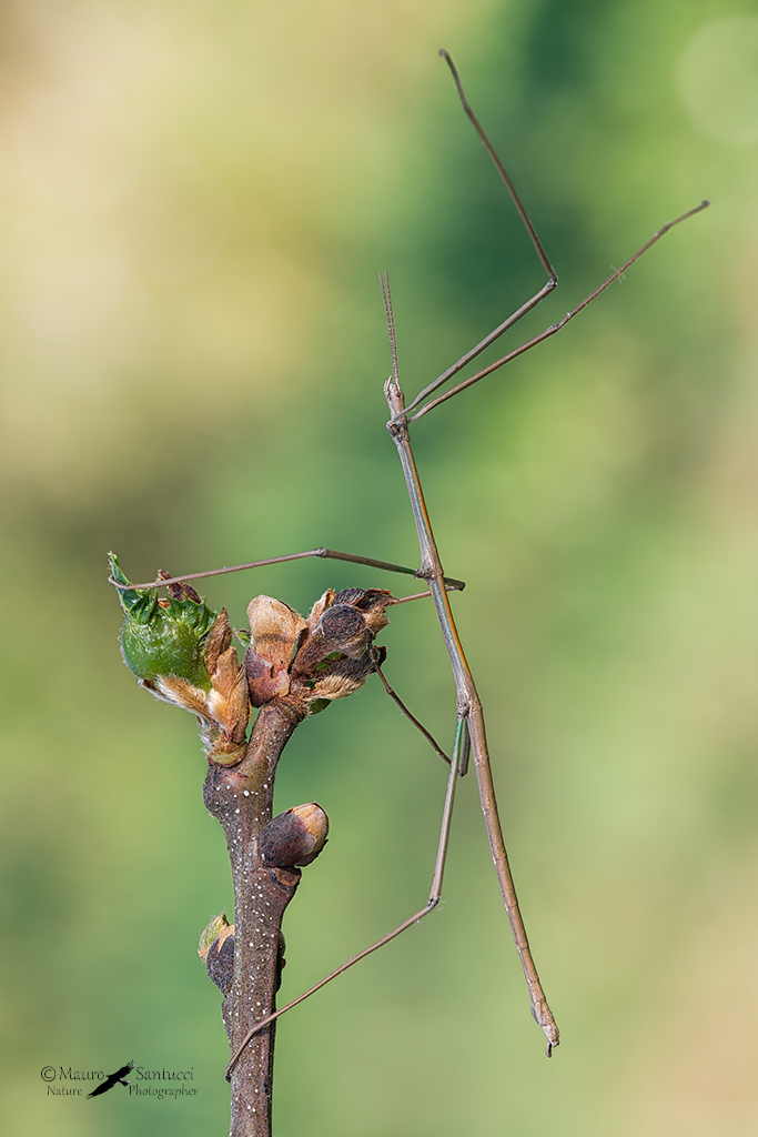 Insetto stecco_Bacillus rossius