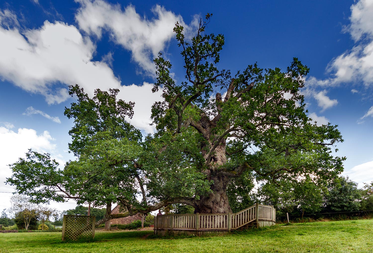 Ch�ne � Guillotin