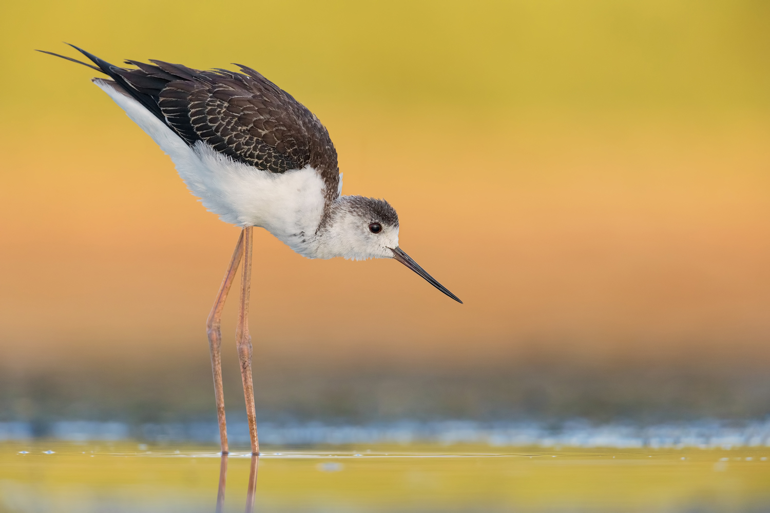 Cavaliere d'Italia Giovane