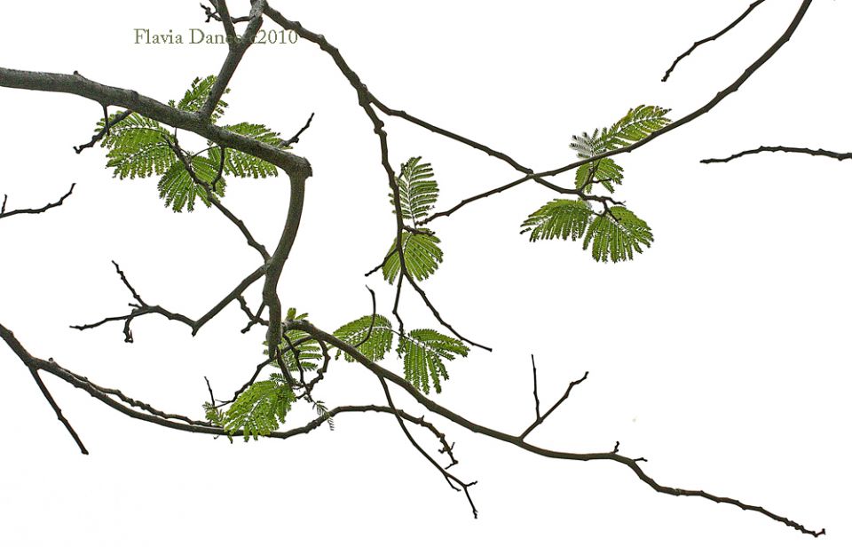 Paravento giapponese