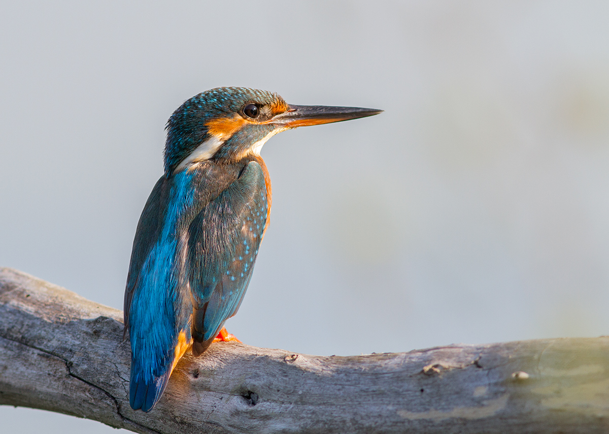Martin Pescatore femmina