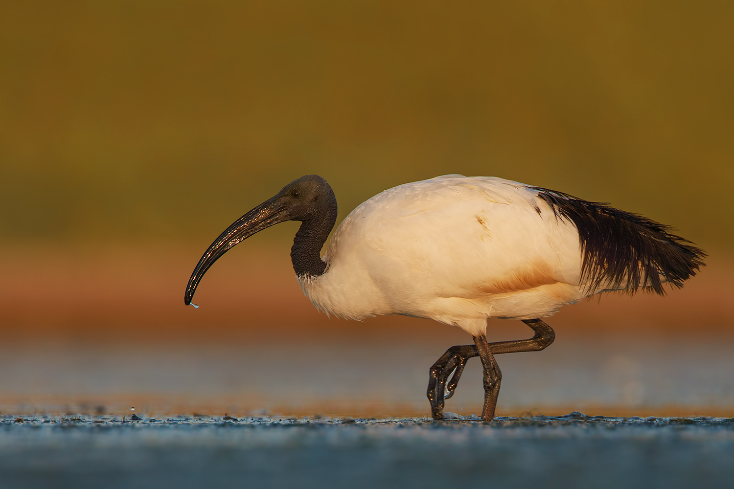 il passo dell'ibis sacro