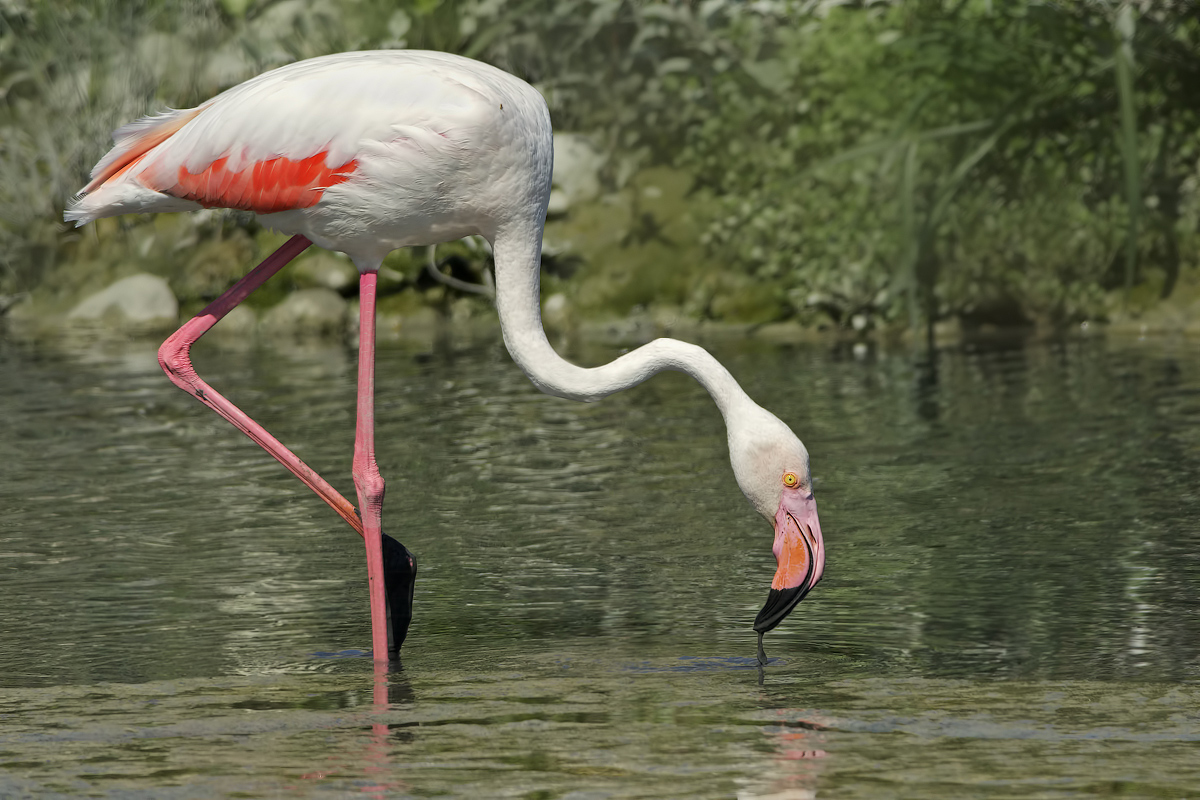 Fenicottero rosa (Phoenicopterus roseus)