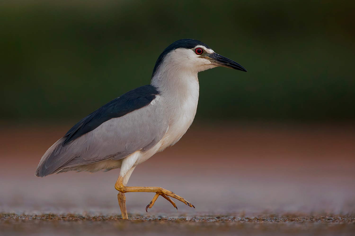 prima del sorgere del sole