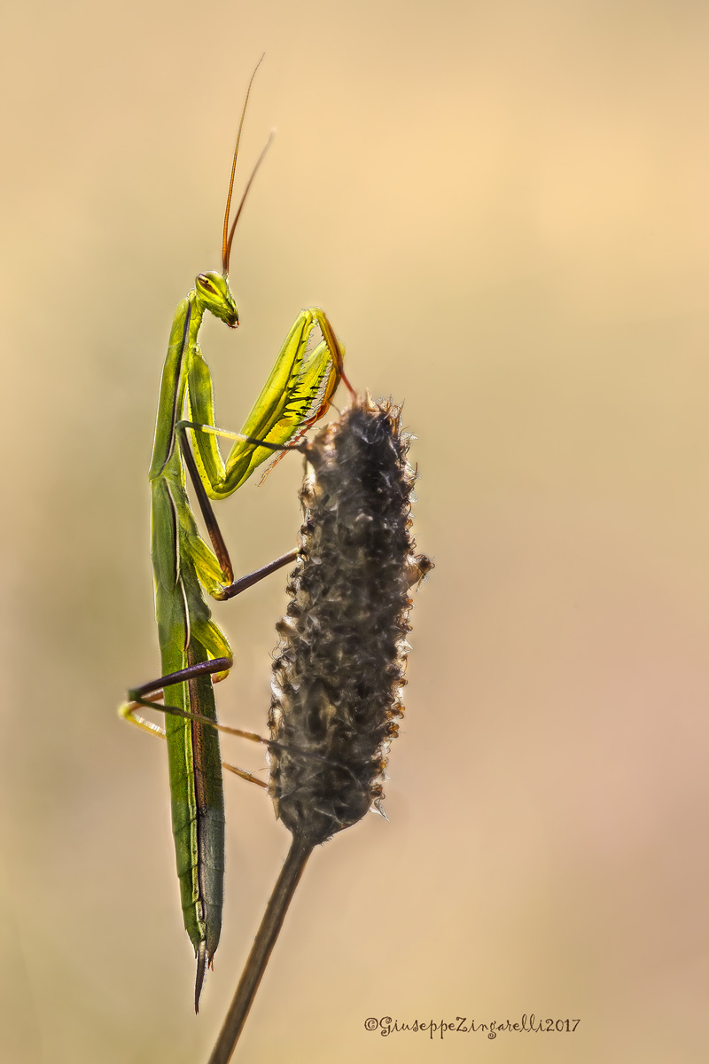 Eccomi, sono in Posa