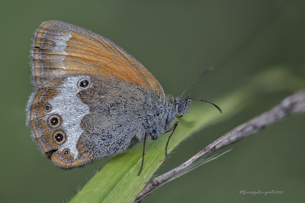 Coenonympha arcania
