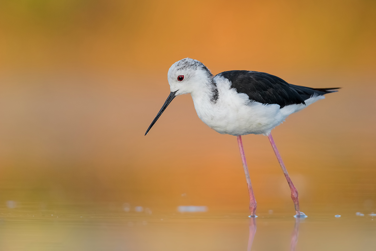 BUONE FERIE A TUTTO IL FORUM   (Cavaliere di Toscana)