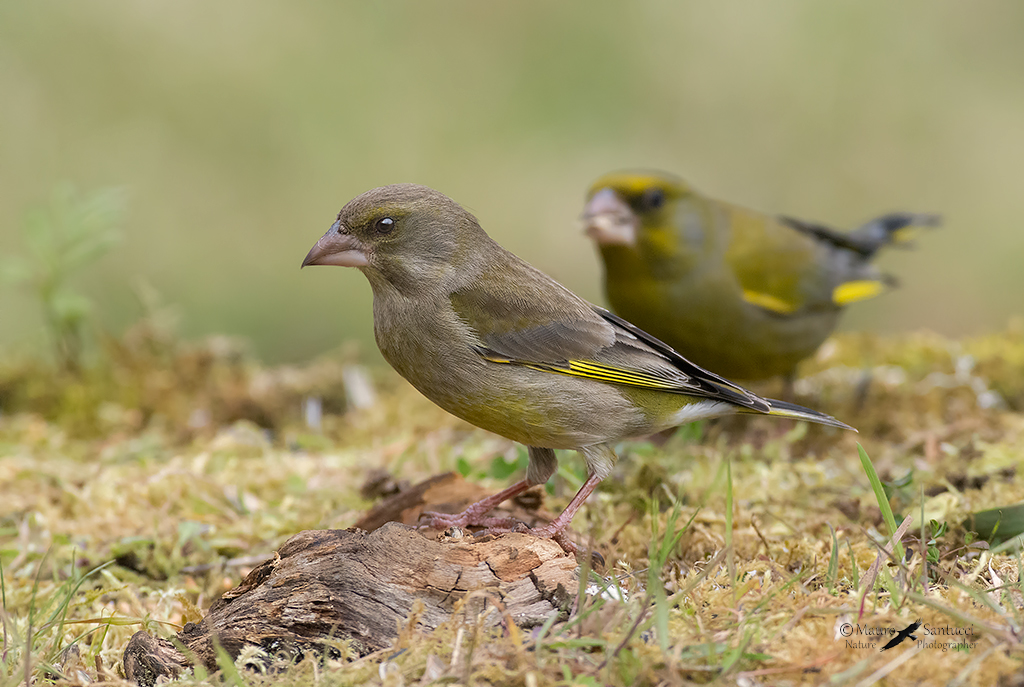 Sento una presenza alle spalle