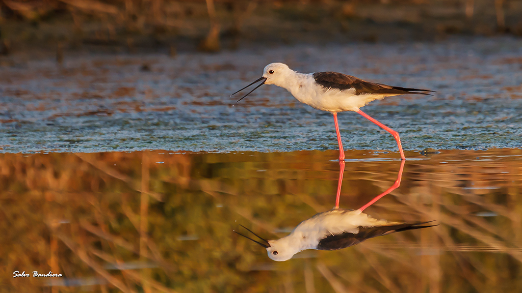 Cavaliere al tramonto...