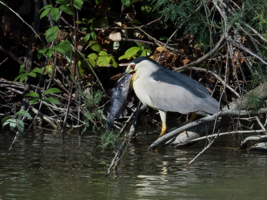 Nitticora con Pescegatto