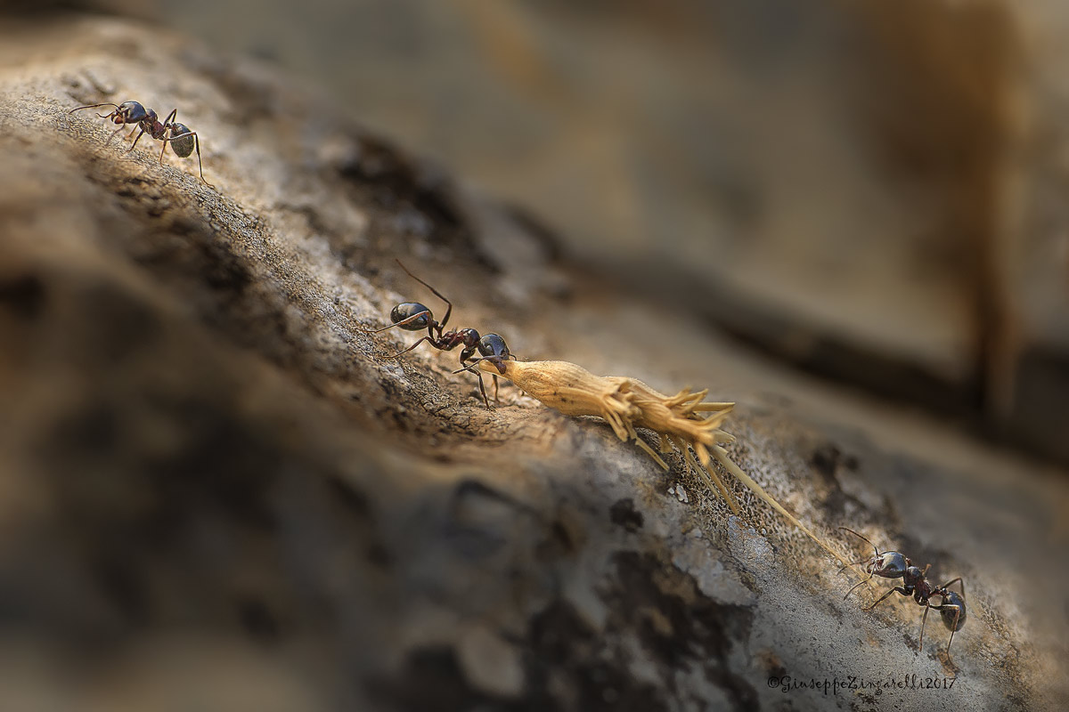 "Lavoratrici instancabili"