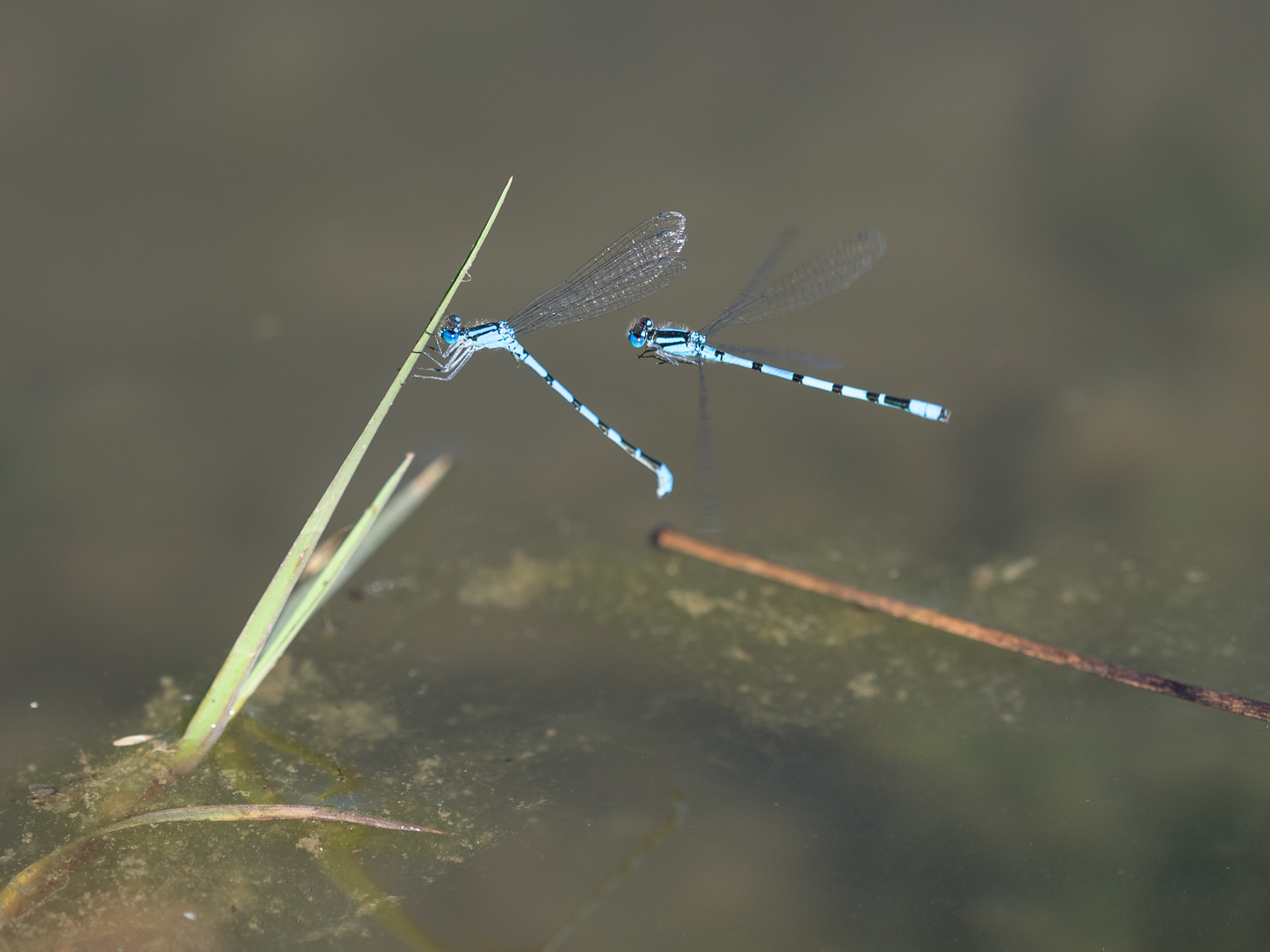 Fatti pi� in l�!