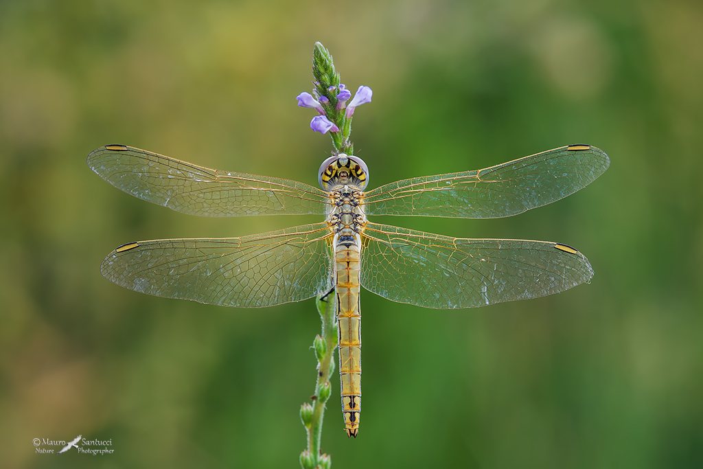 Sympetrum fonscolombii
