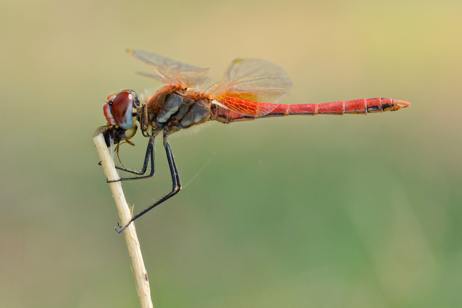 Il pasto del Sympetrum