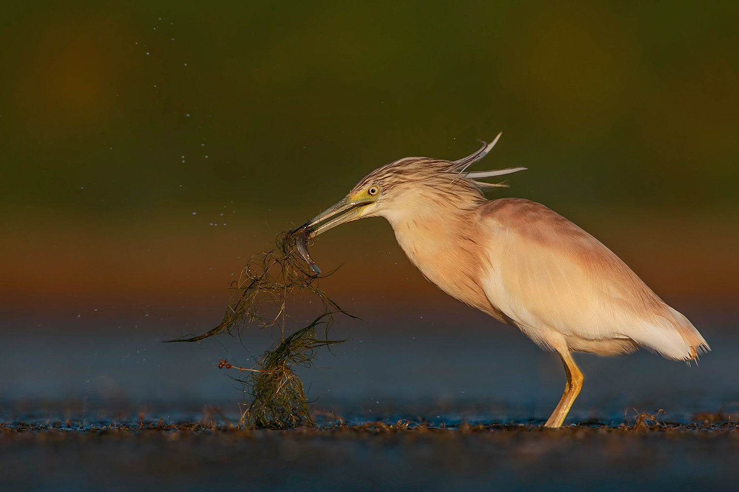 la colazione della sgarza