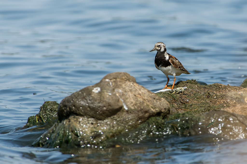 Voltapietre ambientato
