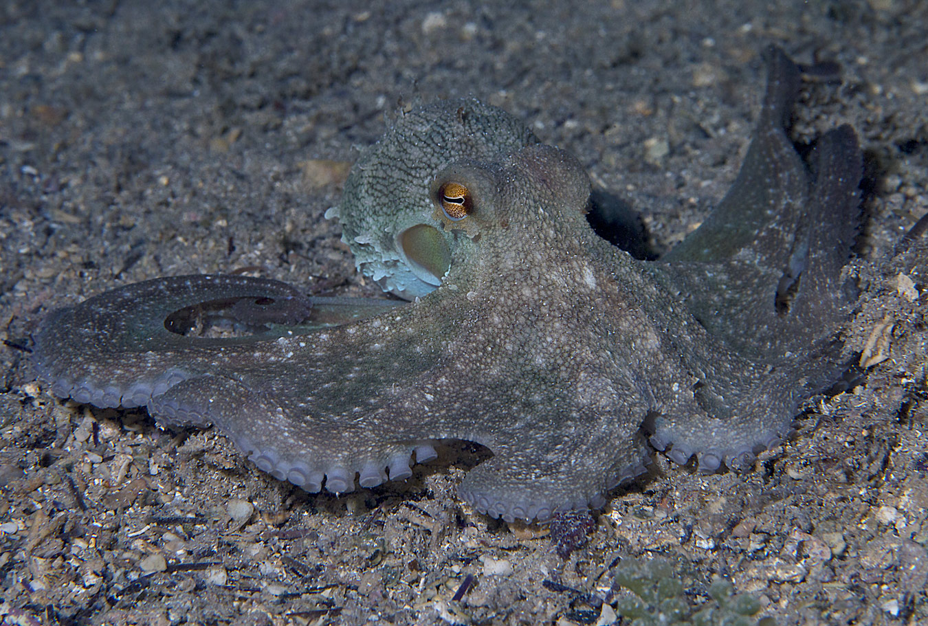 Facciamoci una ''vasca''