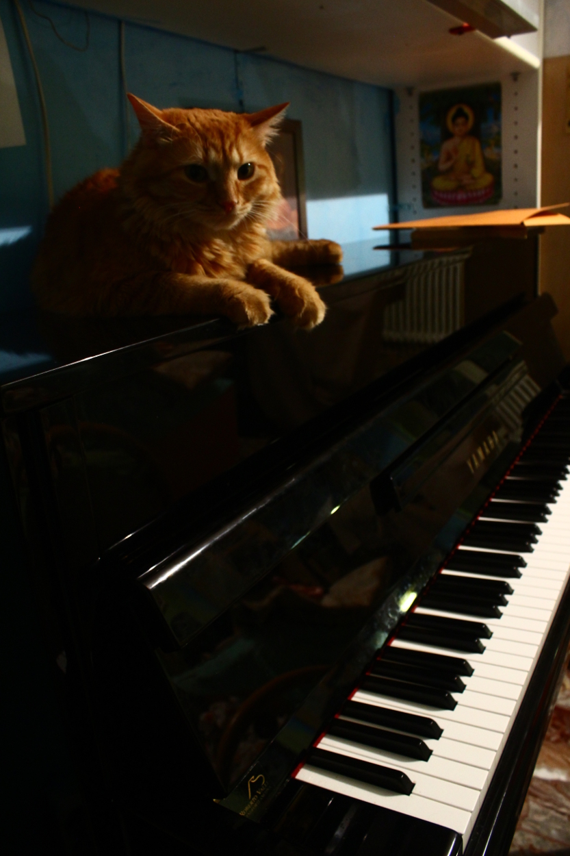 Bellatrix sul pianoforte