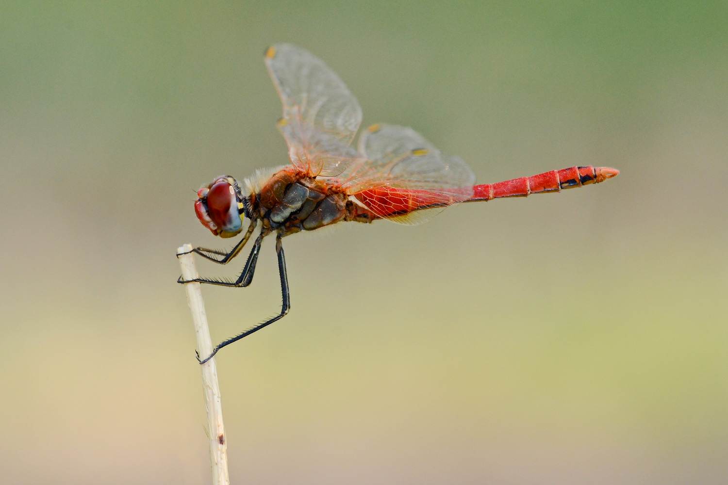 Ancora Sympetrum