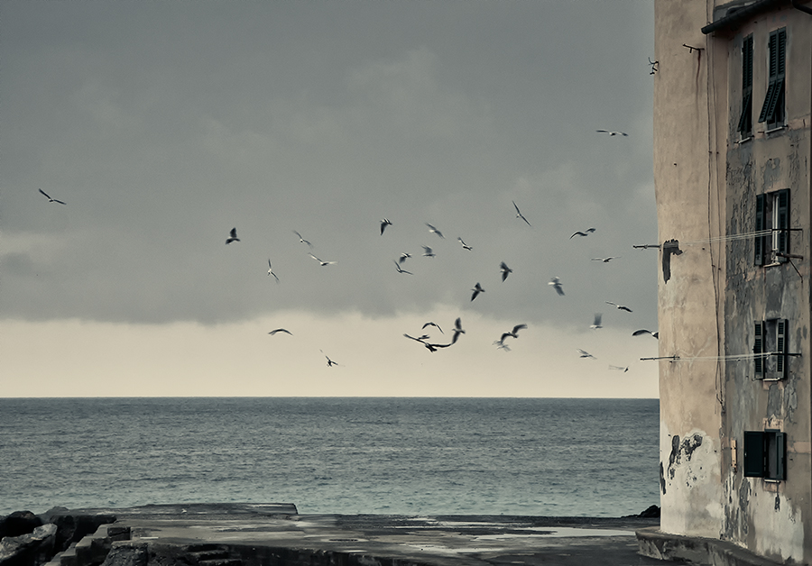 Camogli e i gabbiani