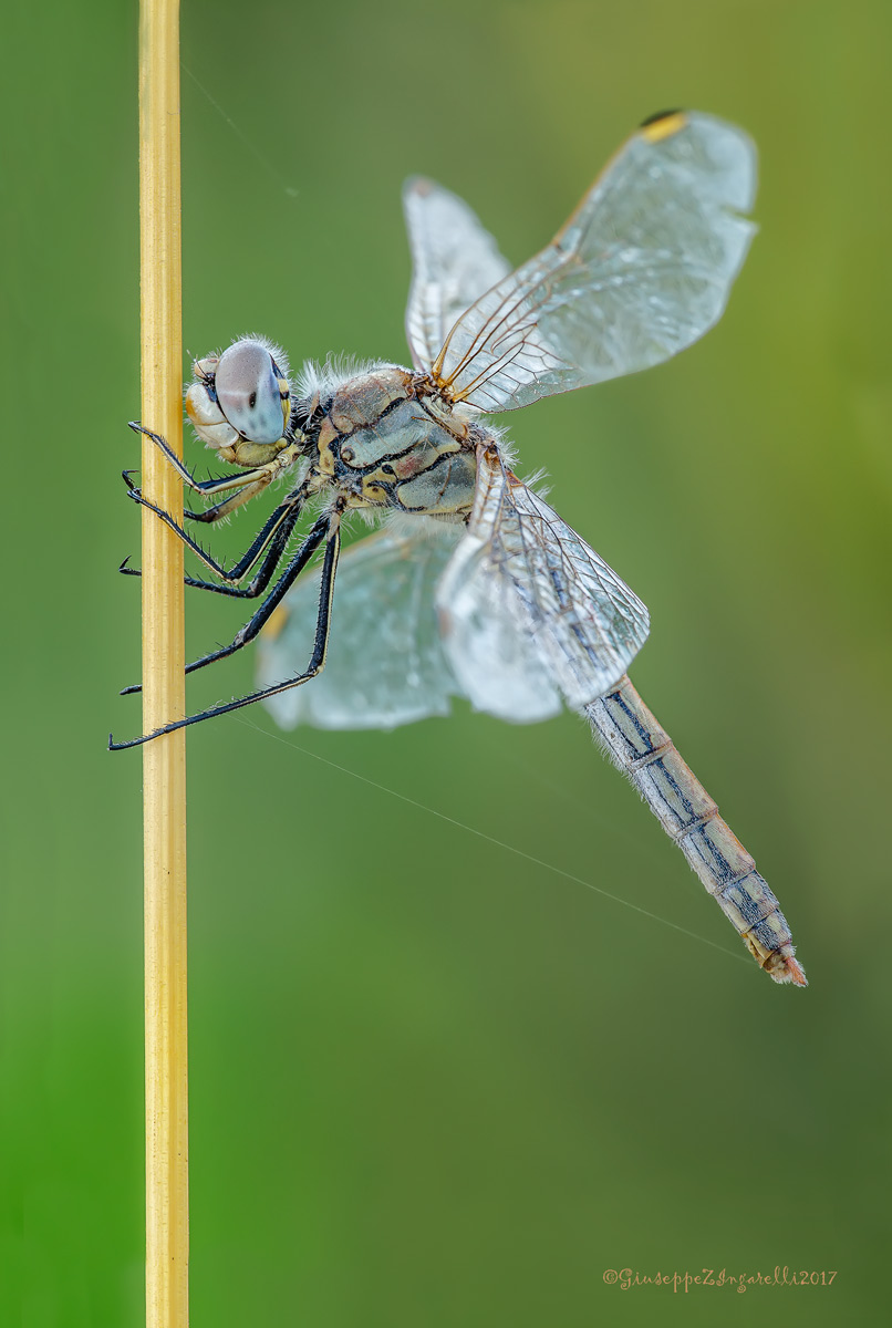 Classica  posa "Sympetrum fonscolombii "
