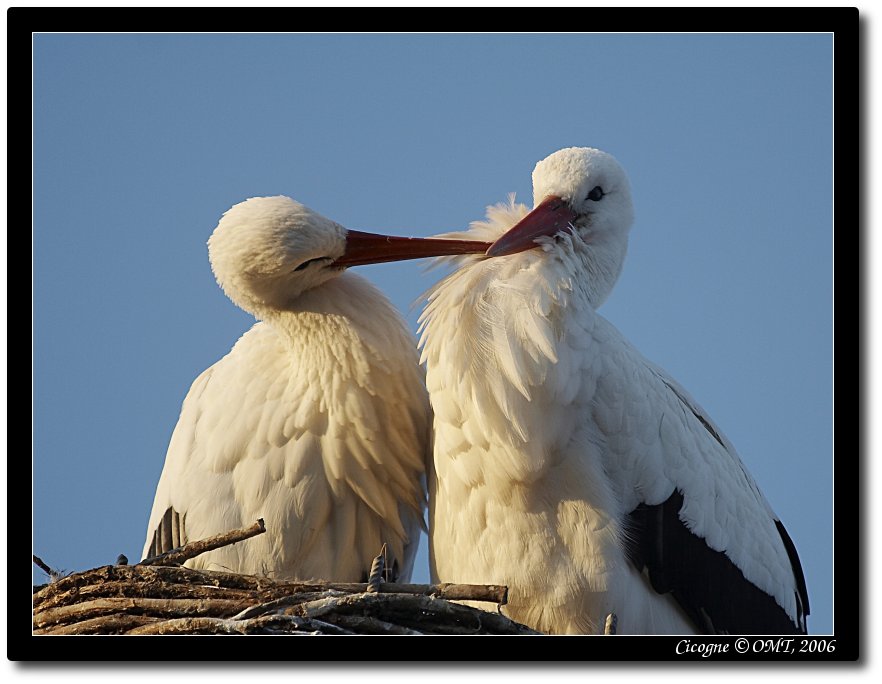 Cicogne che si coccolano