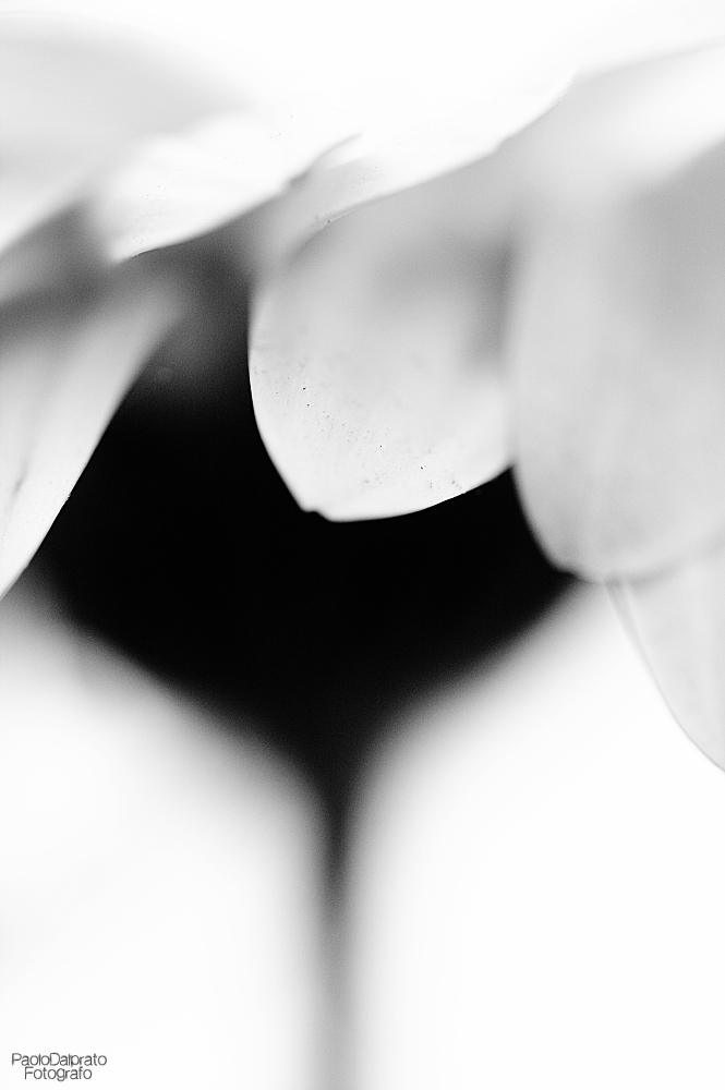 Non faccio foto di fiori