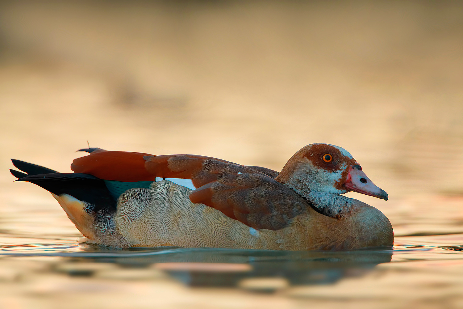 alba con l'oca egiziana
