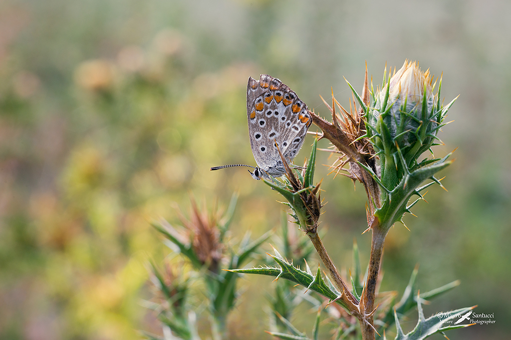 La licenide e il cardo
