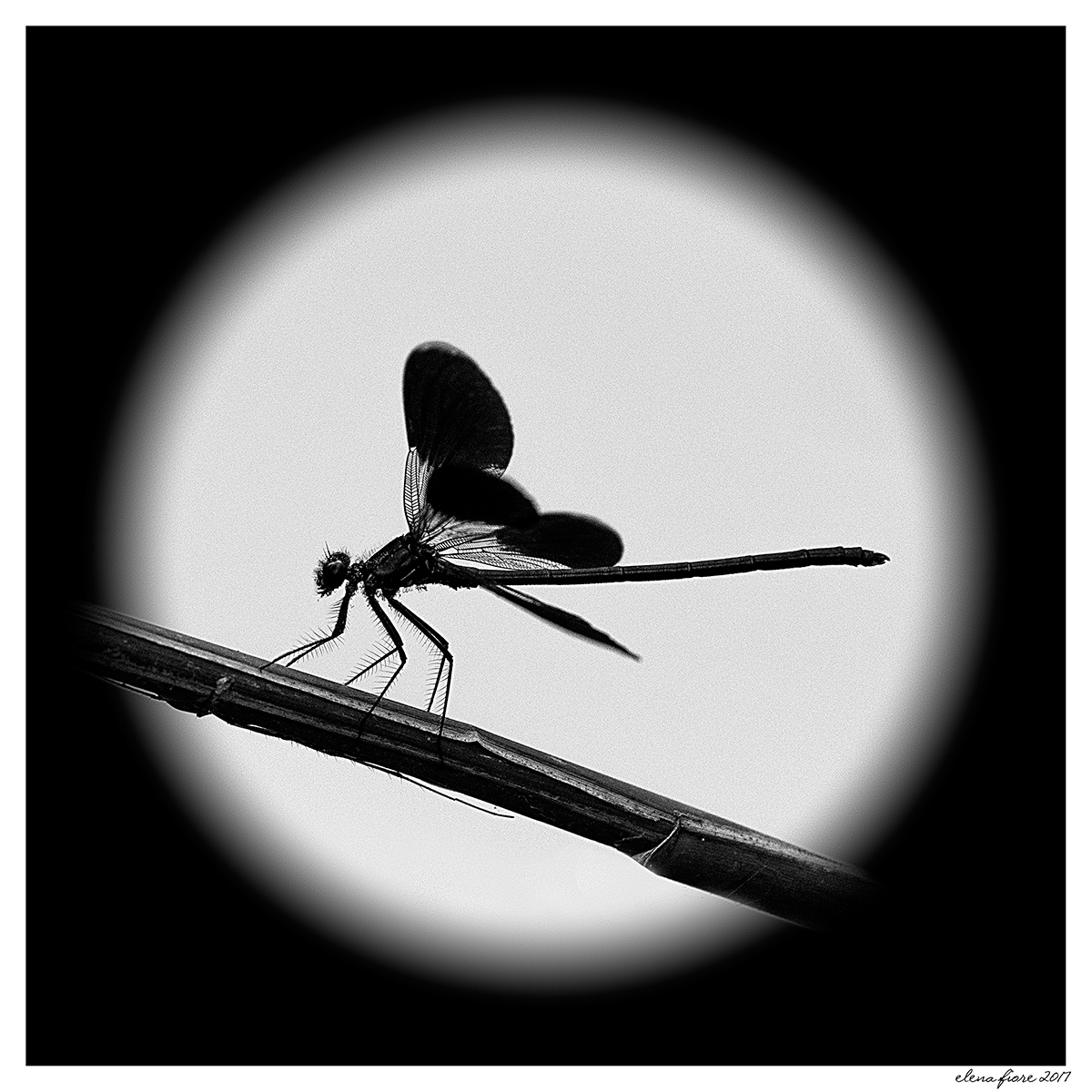 libellula