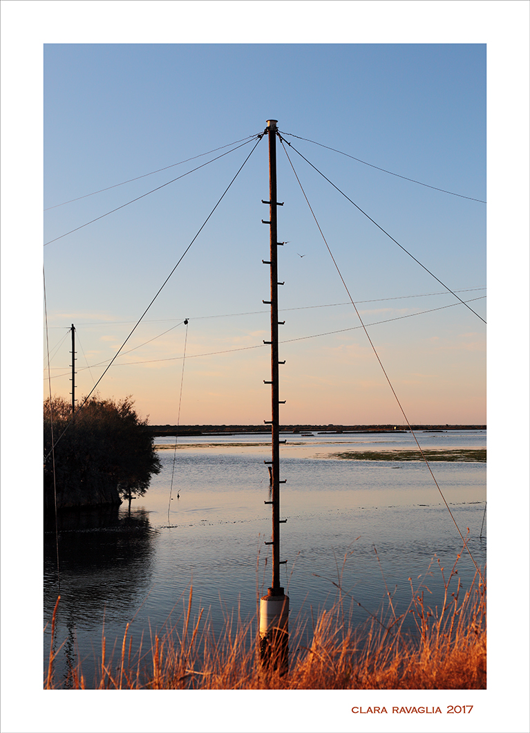 L'albero...della cuccagna