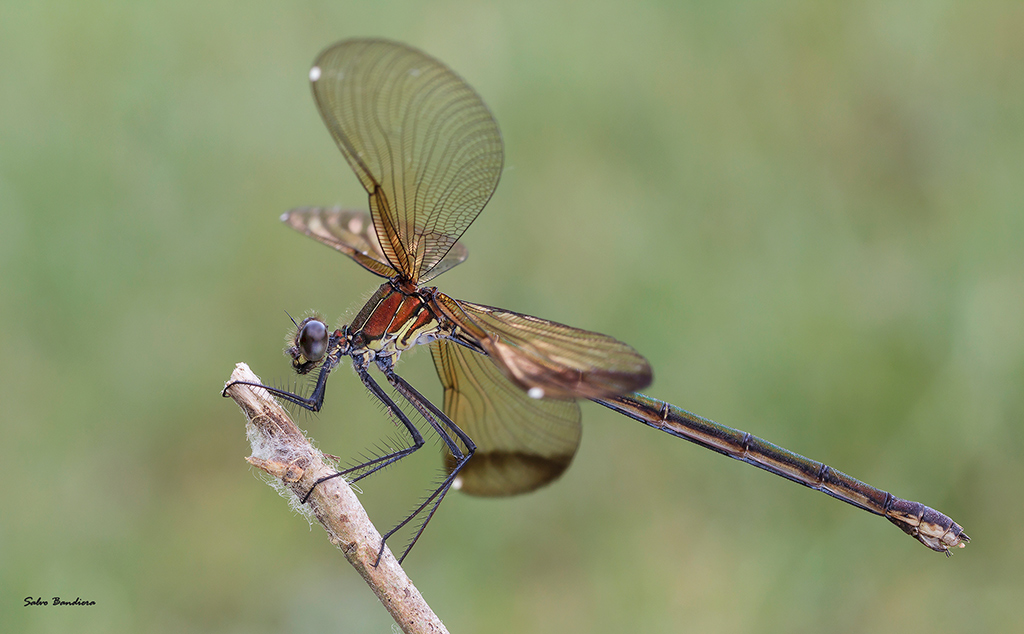 _Calopteryx_haemorrhoidalis