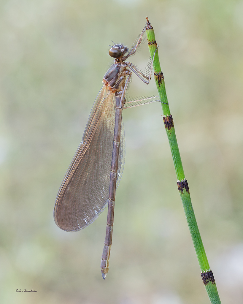 Calopteryx appena sfarfallata...