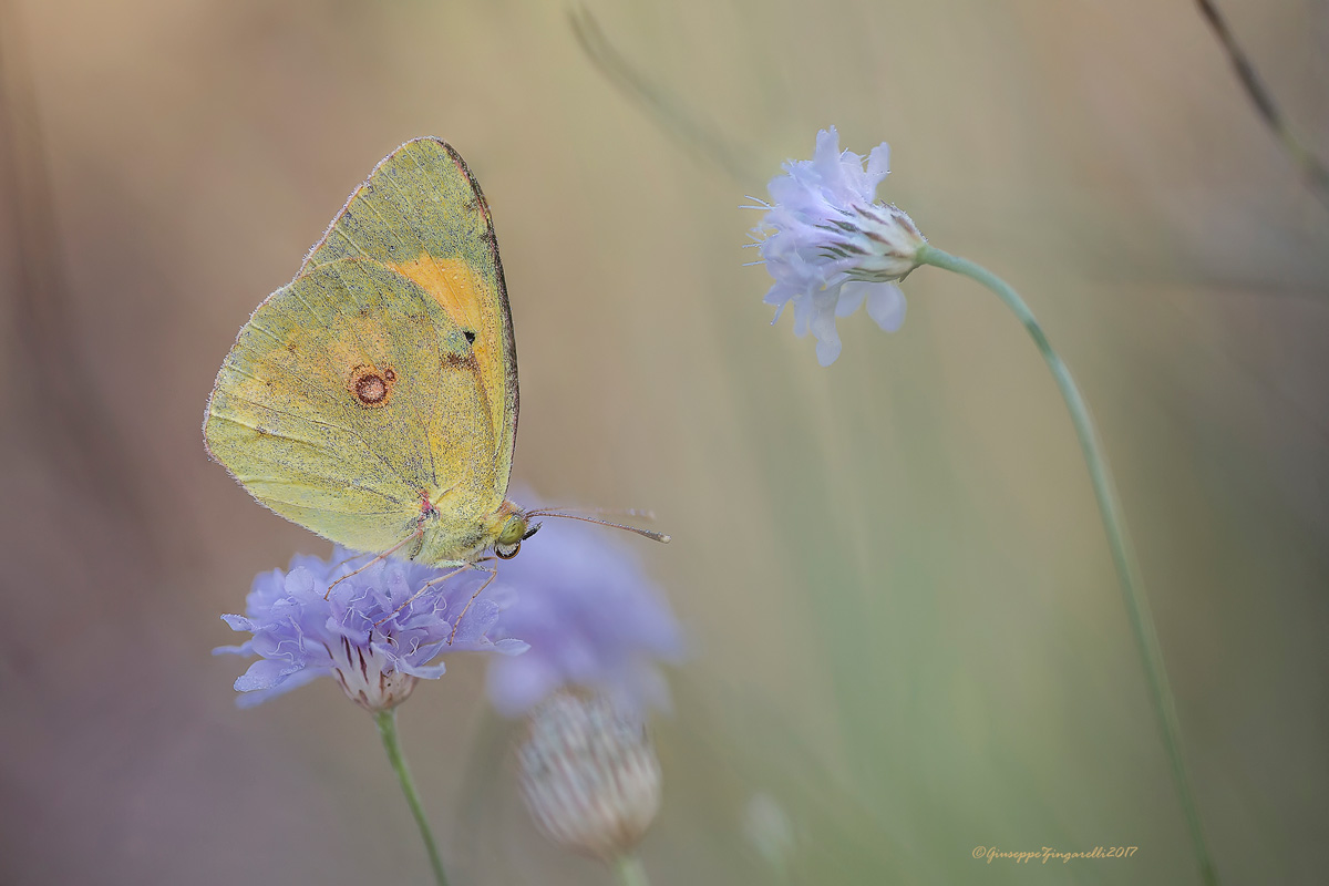 Colias Crocea 2
