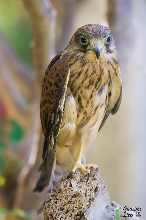 Gheppio (Falco tinnunculus)