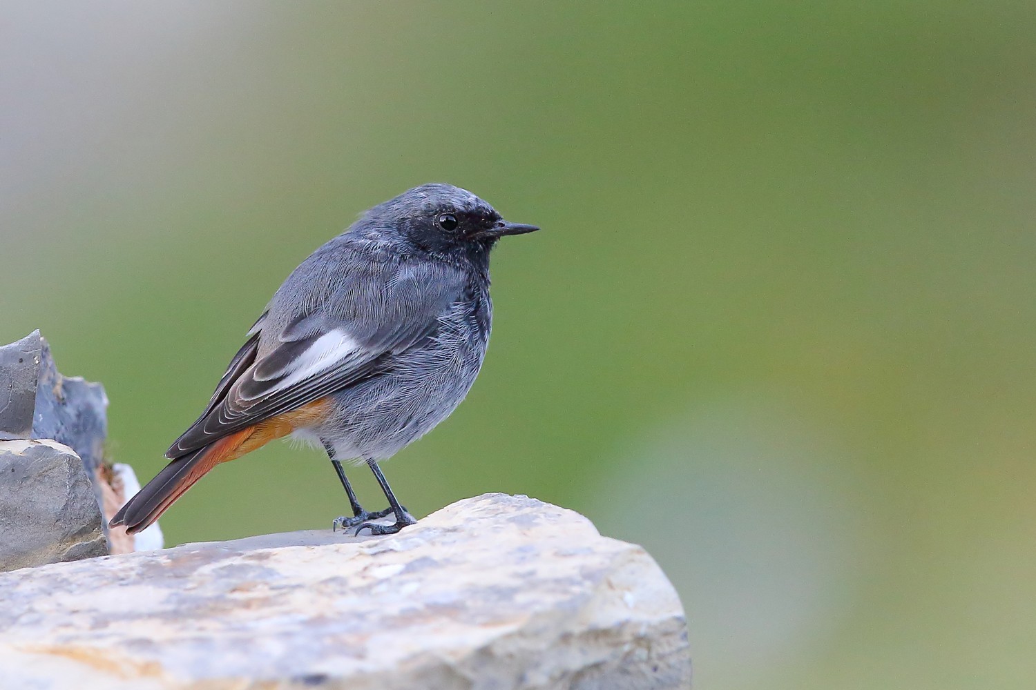 Codirosso spazzacamino M