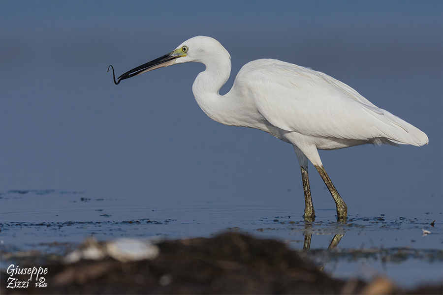 Il pasto della Garzetta