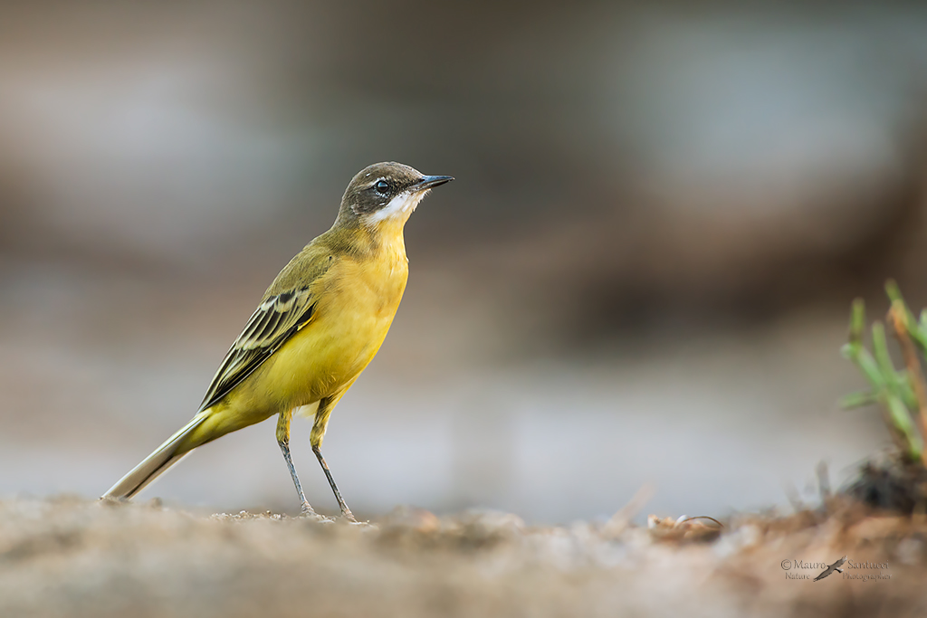 Cutrettola_Motacilla flava