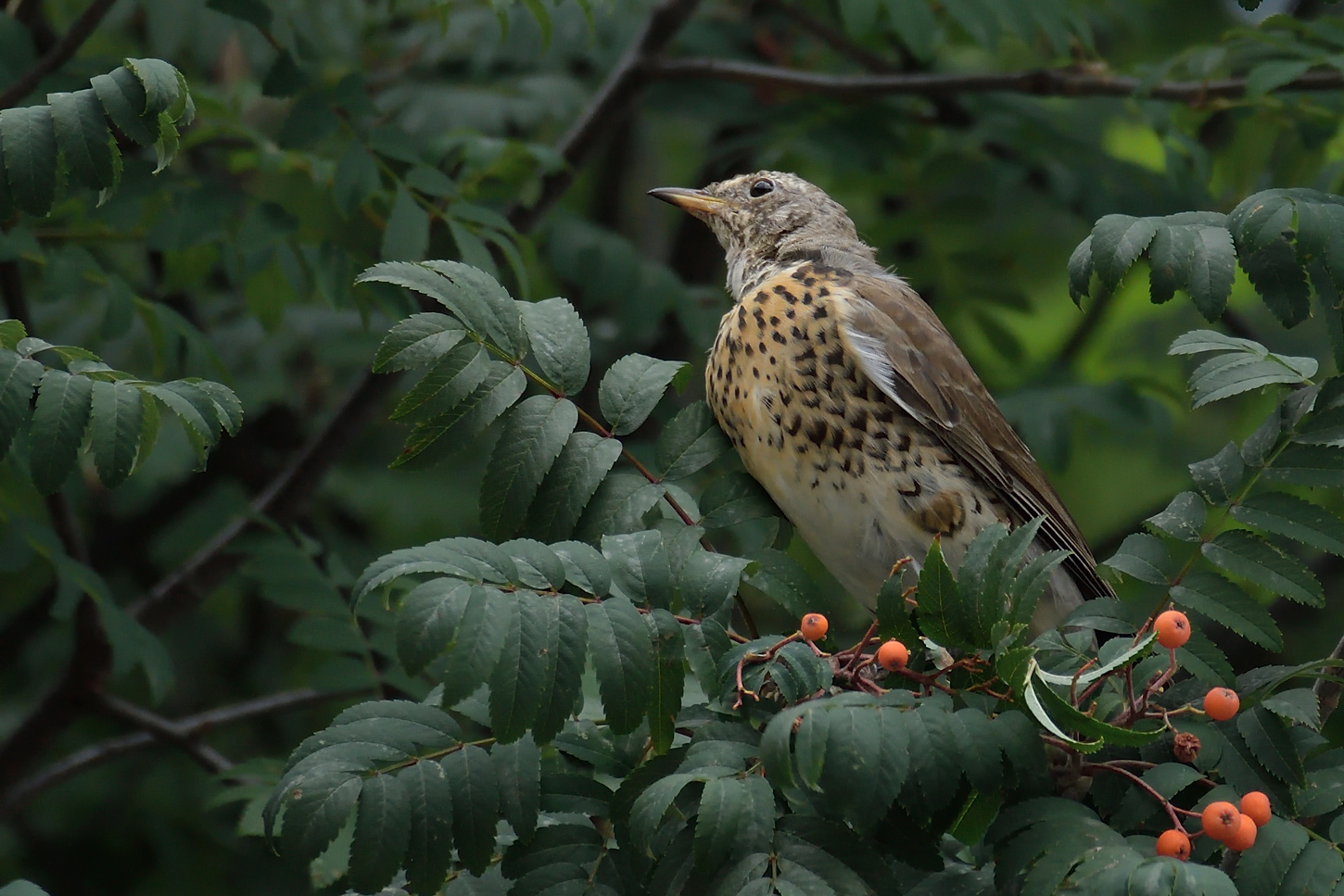 Cesena (Turdus Pilaris)