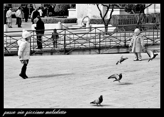pussa via piccione maledetto..