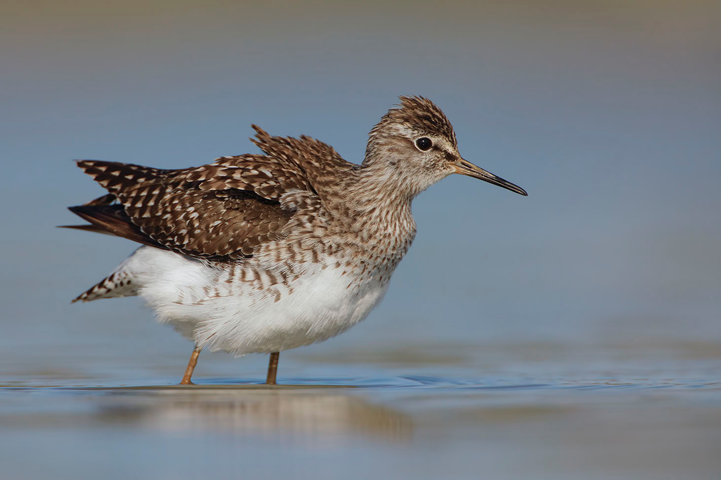 piro piro boschereccio