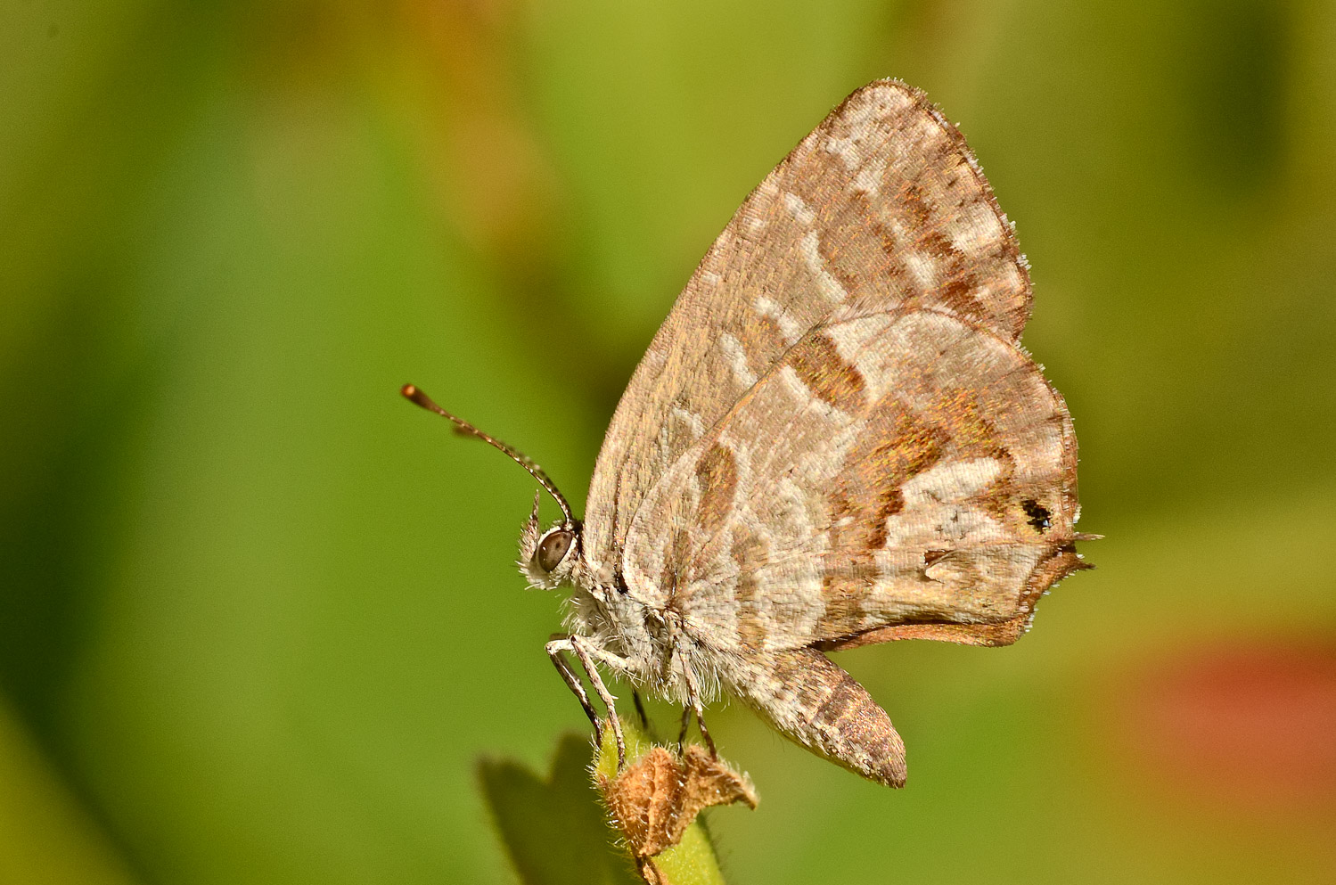 Leptotes pirithous
