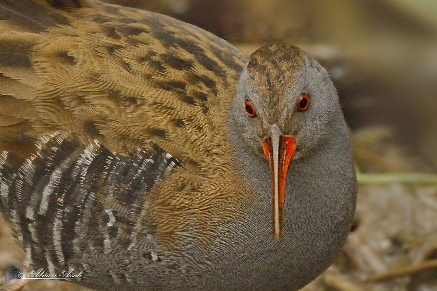 Ritratto al porciglione