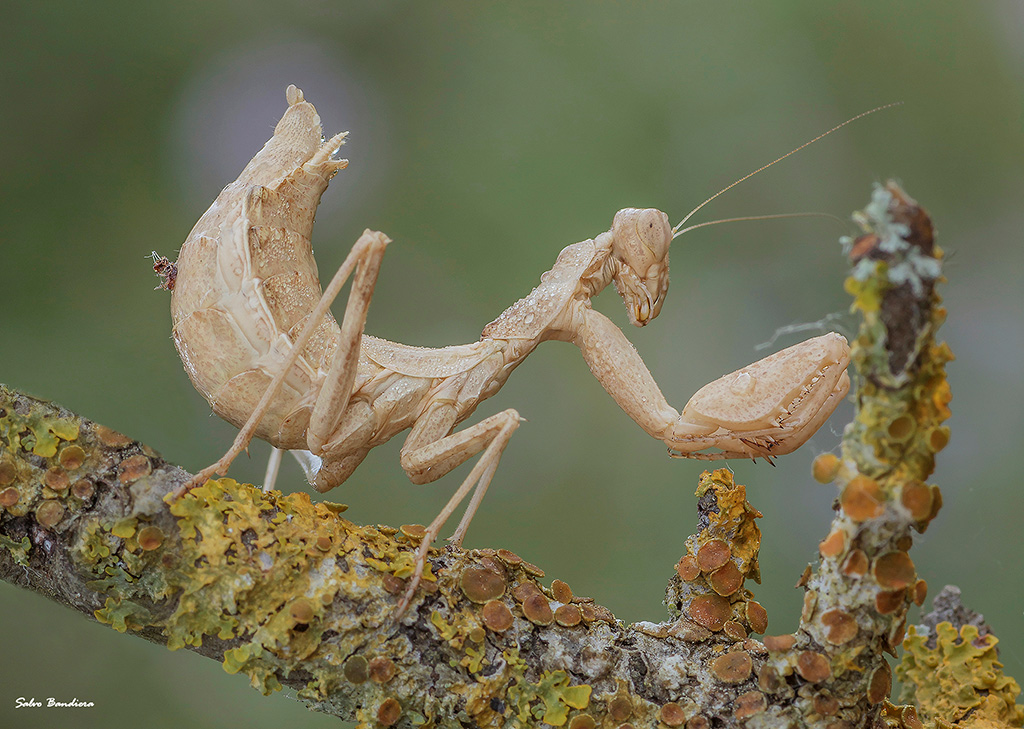 Ameles spallanzania...
