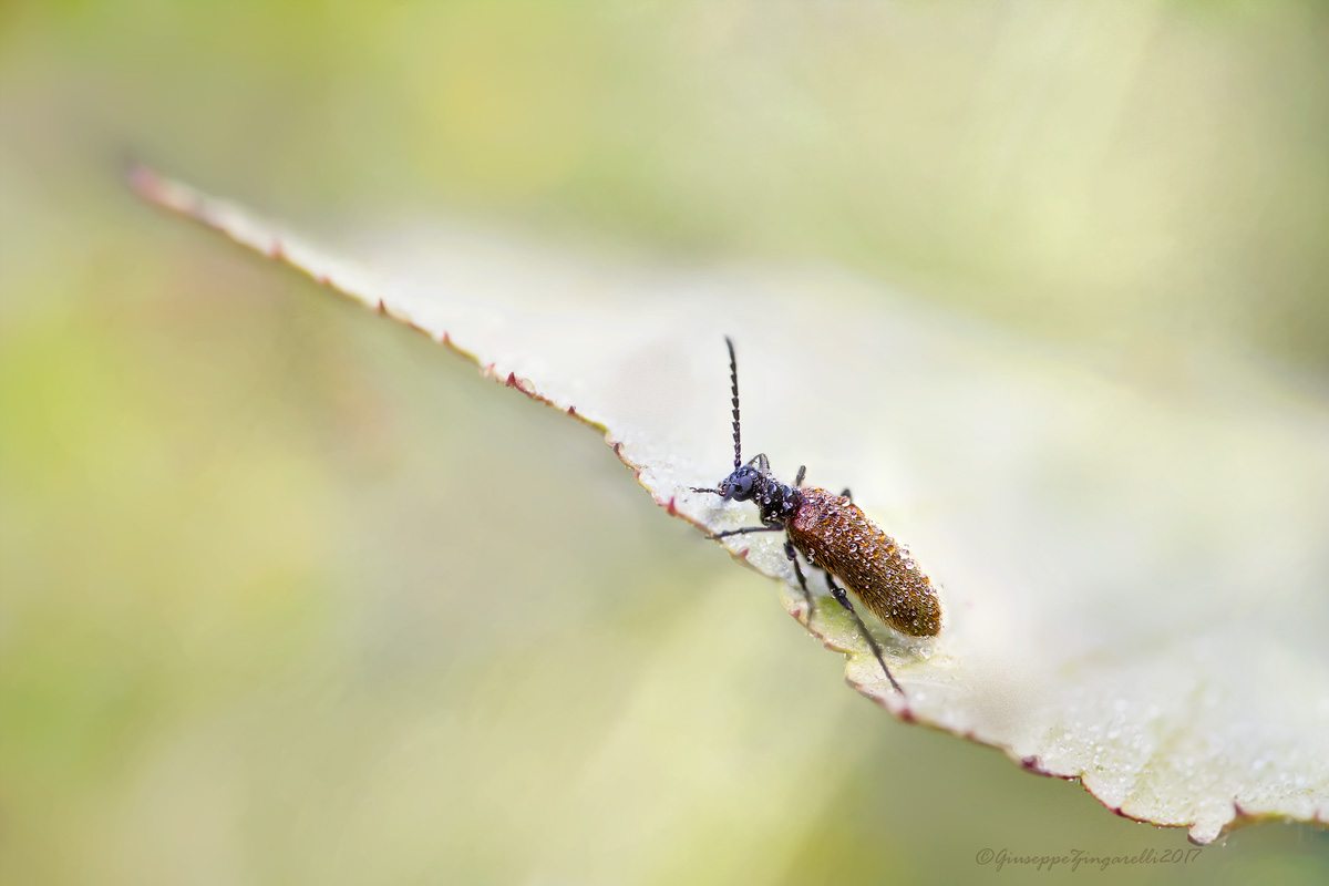 coleottero in attesa del sole.....