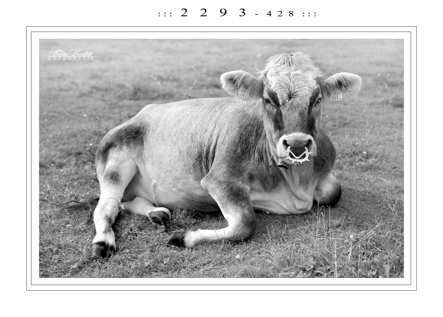 ::: 2 2 9 3 - 4 2 8 :::