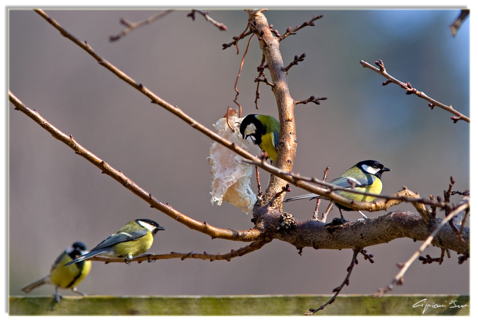 Mettetevi in....coda!