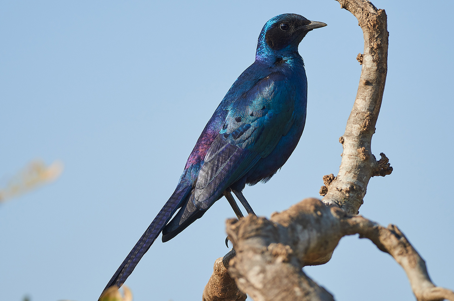 Storno splendido di Burchell