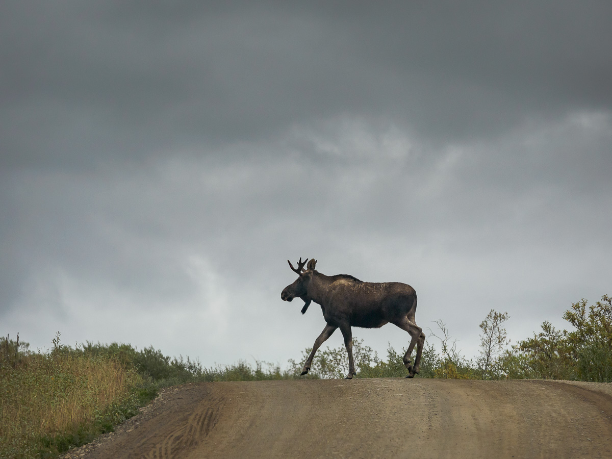 Moose crossing