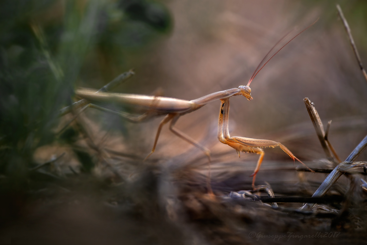 Passeggiando tra l'erba...